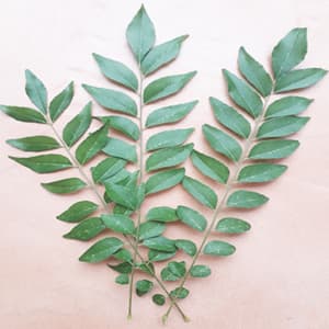 curry leaves